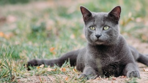 Acheter un chat Bleu russe adulte ou retrait d'levage