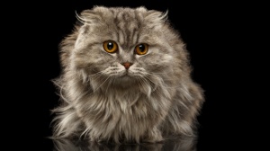 De Nouchka Owl Cat, levage de Highland Fold
