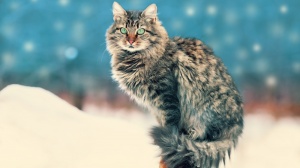 Of Clingercat, levage de Siberien