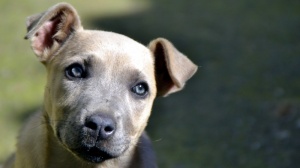 Acheter un chien Cimarron uruguayen adulte ou retrait d'levage