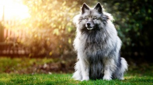 Acheter un chien Spitz loup adulte ou retrait d'levage