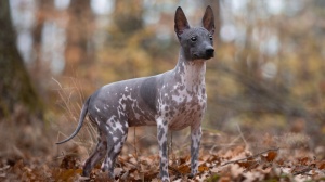 Elevages d'American hairless terrier