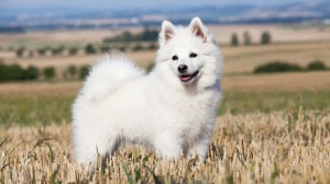 Acheter un chien Spitz allemand - grand adulte ou retrait d'levage