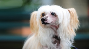 Acheter un chien Chien chinois  crte  poil vaporeux et houppette adulte ou retrait d'levage