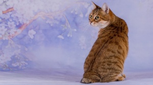 Acheter un chat Bobtail japonais  poil court adulte ou retrait d'levage