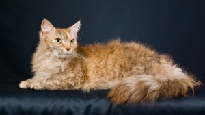 Acheter un chat Laperm poil long adulte ou retrait d'levage