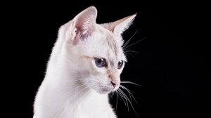 Acheter un chat Tonkinois poil court adulte ou retrait d'levage