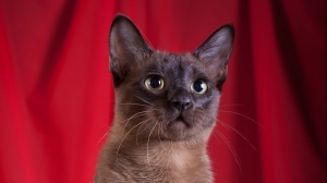 Acheter un chat Tonkinois poil long adulte ou retrait d'levage