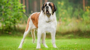 Acheter un chien Chien du mont saint-bernard poil court adulte ou retrait d'levage