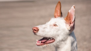 Acheter un chien Podenco d'ibiza poil dur adulte ou retrait d'levage