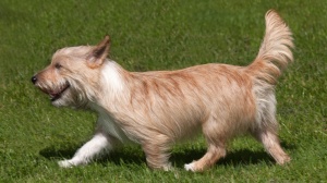 Acheter un chien Chien de garenne portugais (petit) poil long et dur adulte ou retrait d'levage