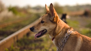 Acheter un chien Podengo portugais (moyen) poil court et lisse adulte ou retrait d'levage