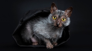 Werewolf cat : Origine, Description, Prix, Sant, Entretien, Education