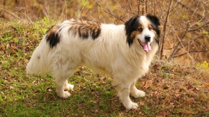 Acheter un chien Berger de bosnie-herzegovine et de croatie adulte ou retrait d'levage