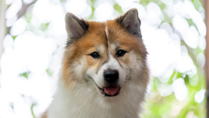 Acheter un chien Thai bangkaew dog adulte ou retrait d'levage