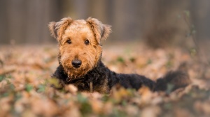 Elevages d'Airedale terrier