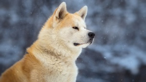 Elevage Canin Du Domaine Des Loups Legendaires, levage d'Akita Inu
