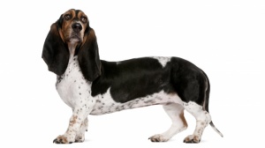 Acheter un chien Basset artesien normand adulte ou retrait d'levage