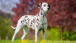 Acheter un chien Dalmatien adulte ou retrait d'levage