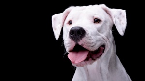 Adopter un chiot Dogo argentino