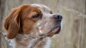 Acheter un chien Epagneul breton adulte ou retrait d'levage