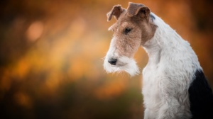 Fox terrier  poil dur : Origine, Description, Prix, Sant, Entretien, Education