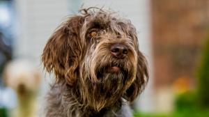 Acheter un chien Griffon d'arret  poil dur korthals adulte ou retrait d'levage