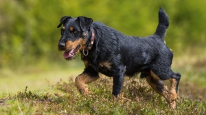 Acheter un chien Jagdterrier allemand adulte ou retrait d'levage