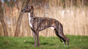 Greyhound : Origine, Description, Prix, Sant, Entretien, Education