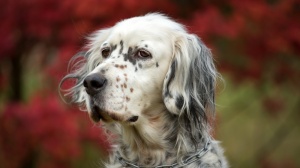 Elevages d'English setter