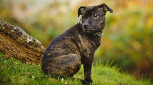 Des Gorges De Chailles, levage de Staffordshire Bull Terrier
