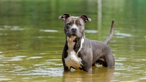 Acheter un chien Staffordshire terrier amricain adulte ou retrait d'levage