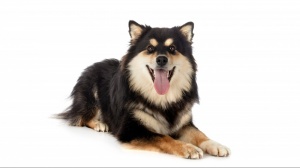 Acheter un chien Berger finnois de laponie adulte ou retrait d'levage