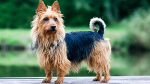 Acheter un chien Australian terrier adulte ou retrait d'levage