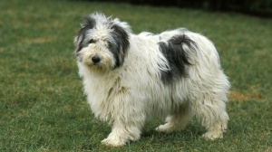 Acheter un chien Berger polonais de plaine adulte ou retrait d'levage