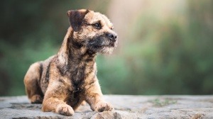 Border terrier : Origine, Description, Prix, Sant, Entretien, Education