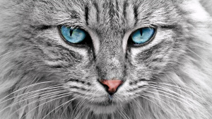 Acheter un chat Ojos azules adulte ou retrait d'levage