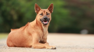 Acheter un chien Chien thalandais  crte dorsale adulte ou retrait d'levage