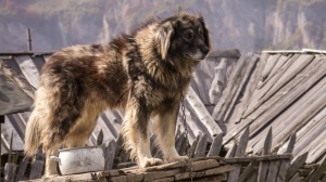 Acheter un chien Chien de berger yougoslave de charplanina adulte ou retrait d'levage