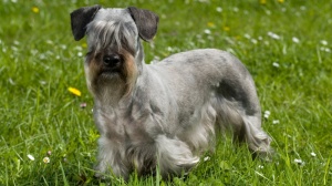 Acheter un chien Terrier tcheque adulte ou retrait d'levage