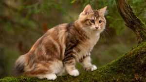 Acheter un chat Kurilian bobtail poil long adulte ou retrait d'levage