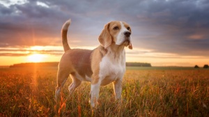 Acheter un chien Beagle-harrier adulte ou retrait d'levage