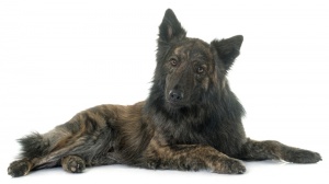 Acheter un chien Berger hollandais  poil long adulte ou retrait d'levage