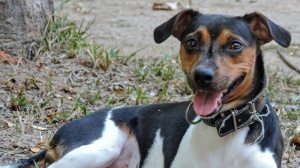 Terrier brasileiro : Origine, Description, Prix, Sant, Entretien, Education