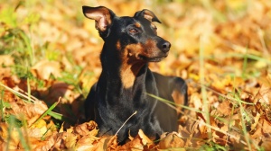 Acheter un chien Pinscher allemand adulte ou retrait d'levage