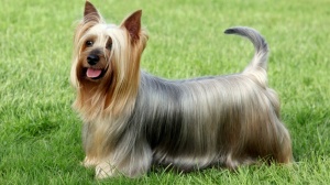 Acheter un chien Terrier australien  poil soyeux adulte ou retrait d'levage