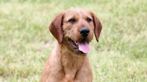 Acheter un chien Brachet de styrie  poil dur adulte ou retrait d'levage