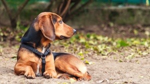 Acheter un chien Brachet tyrolien adulte ou retrait d'levage
