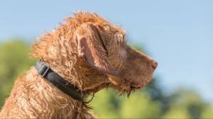 Acheter un chien Braque hongrois  poil dur adulte ou retrait d'levage