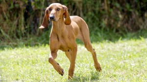 Acheter un chien Chien courant italien poil ras adulte ou retrait d'levage